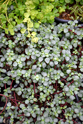 Aquamarine Pilea (Pilea glauca 'Aquamarine') at Canadale Nurseries