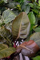 Black Cardinal Philodendron (Philodendron 'Black Cardinal') at Canadale Nurseries