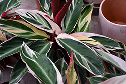 Triostar Stromanthe (Stromanthe sanguinea 'Triostar') at Canadale Nurseries