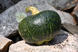 Buttercup WInter Squash (Cucurbita maxima 'Buttercup') at Canadale Nurseries