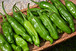 Shishito Pepper (Capsicum annuum 'Shishito') at Canadale Nurseries