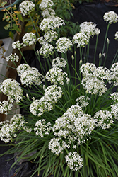 Garlic Chives (Allium tuberosum) at Canadale Nurseries