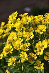 Salud Yellow Sneezeweed (Helenium autumnale 'Balsalulow') at Canadale Nurseries