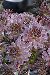 Chick Charms Chocolate Kiss Hens And Chicks (Sempervivum 'Chocolate Kiss') at Canadale Nurseries