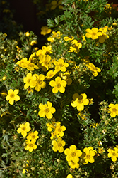 Goldfinger Potentilla (Potentilla fruticosa 'Goldfinger') at Canadale Nurseries