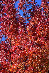 Red Maple (Acer rubrum) at Canadale Nurseries