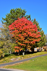 Red Maple (Acer rubrum) at Canadale Nurseries