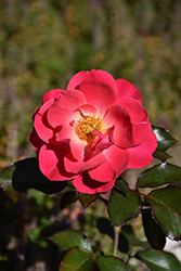 Aurora Borealis Rose (Rosa 'VLR002') at Canadale Nurseries
