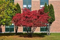 Amur Maple (Acer ginnala) at Canadale Nurseries