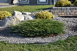 Calgary Carpet Juniper (Juniperus sabina 'Calgary Carpet') at Canadale Nurseries