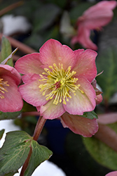 FrostKiss Cheryl's Shine Hellebore (Helleborus 'EPB 31') at Canadale Nurseries