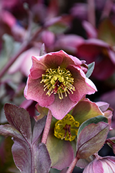 Frostkiss Bayli's Blush Hellebore (Helleborus 'Bayli's Blush') at Canadale Nurseries