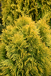 Golden Emerald Arborvitae (Thuja occidentalis 'Jantar') at Canadale Nurseries