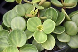 Hope Peperomia (Peperomia 'Hope') at Canadale Nurseries