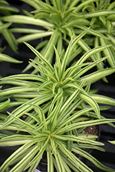 Happy Bean Plant (Peperomia ferreyrae) at Canadale Nurseries