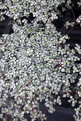 Aquamarine Pilea (Pilea glauca 'Aquamarine') at Canadale Nurseries