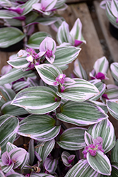 Nanouk Tradescantia (Tradescantia albiflora 'Nanouk') at Canadale Nurseries