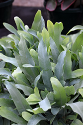 Blue Star Fern (Phlebodium aureum) at Canadale Nurseries