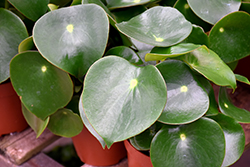 Raindrop Peperomia (Peperomia polybotrya) at Canadale Nurseries