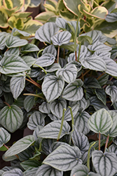 Frost Peperomia (Peperomia caperata 'Frost') at Canadale Nurseries