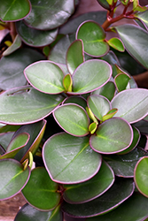 Red Edge Peperomia (Peperomia clusiifolia 'Red Edge') at Canadale Nurseries