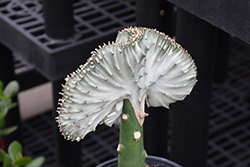 Crested Elkhorn (Euphorbia lactea 'Cristata') at Canadale Nurseries