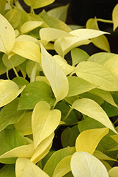 Neon Pothos (Epipremnum aureum 'Neon') at Canadale Nurseries