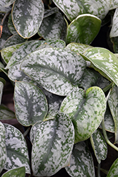 Silver Satin Pothos (Scindapsus pictus 'Silver Satin') at Canadale Nurseries