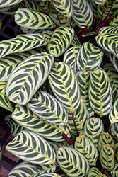 Burle Marx Calathea (Calathea burle-marxii) at Canadale Nurseries