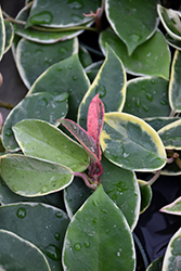 Krimson Queen Wax Plant (Hoya carnosa 'Krimson Queen') at Canadale Nurseries