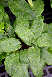 Network Calathea (Calathea musaica 'Network') at Canadale Nurseries