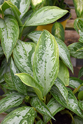 Silver Bay Chinese Evergreen (Aglaonema 'Silver Bay') at Canadale Nurseries