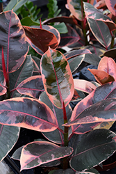 Ruby Rubber Tree (Ficus elastica 'Ruby') at Canadale Nurseries