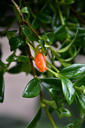 Goldfish Plant (Nematanthus gregarius) at Canadale Nurseries