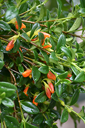 Goldfish Plant (Nematanthus gregarius) at Canadale Nurseries