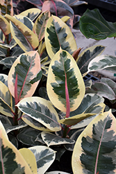 Chroma Tineke Rubber Plant (Ficus elastica 'Tineke') at Canadale Nurseries