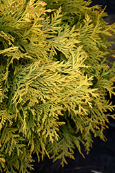 Golden Globe Arborvitae (Thuja occidentalis 'Golden Globe') at Canadale Nurseries