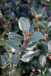 Blue Prince Meserve Holly (Ilex x meserveae 'Blue Prince') at Canadale Nurseries