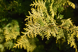 Goldilocks Hinoki Falsecypress (Chamaecyparis obtusa 'Goldilocks') at Canadale Nurseries