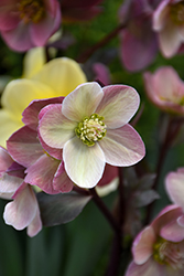 Pink Frost Hellebore (Helleborus 'COSEH 710') at Canadale Nurseries