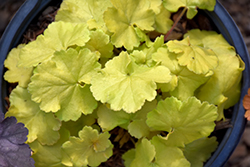 Northern Exposure Lime Coral Bells (Heuchera 'TNHEUNEL') at Canadale Nurseries