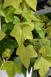 Montgomery Ivy (Hedera helix 'Montgomery') at Canadale Nurseries