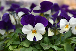 Penny White Jump Up Pansy (Viola cornuta 'Penny White Jump Up') at Canadale Nurseries