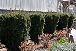 Hicks Yew (Taxus x media 'Hicksii') at Canadale Nurseries