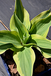Lakeside Dragonfly Hosta (Hosta 'Lakeside Dragonfly') at Canadale Nurseries