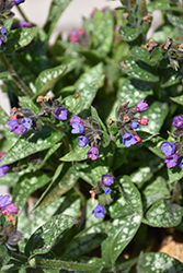 Spot On Lungwort (Pulmonaria 'Spot On') at Canadale Nurseries
