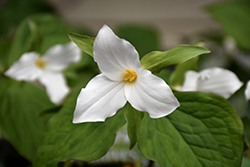 Great White Trillium (Trillium grandiflorum) at Canadale Nurseries