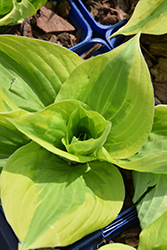 Summer Lovin' Hosta (Hosta 'Summer Lovin'') at Canadale Nurseries