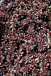 Coral Carpet Stonecrop (Sedum album 'Coral Carpet') at Canadale Nurseries