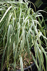 Hello Spring! Reed Grass (Calamagrostis x acutiflora 'Hello Spring!') at Canadale Nurseries